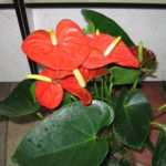 Florile Anthurium - semnele și superstițiile de fericire masculină, descriere, înțeles, este posibil să o păstrăm