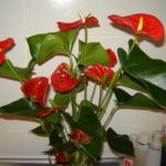 Florile Anthurium - semnele și superstițiile de fericire masculină, descriere, înțeles, este posibil să o păstrăm