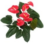 Florile Anthurium - semnele și superstițiile de fericire masculină, descriere, înțeles, este posibil să o păstrăm