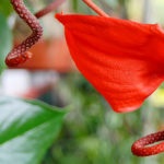 Florile Anthurium - semnele și superstițiile de fericire masculină, descriere, înțeles, este posibil să o păstrăm