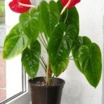 Florile Anthurium - semnele și superstițiile de fericire masculină, descriere, înțeles, este posibil să o păstrăm