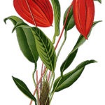 Florile Anthurium - semnele și superstițiile de fericire masculină, descriere, înțeles, este posibil să o păstrăm