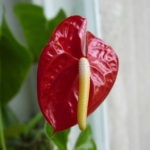 Florile Anthurium - semnele și superstițiile de fericire masculină, descriere, înțeles, este posibil să o păstrăm