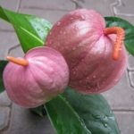 Florile Anthurium - semnele și superstițiile de fericire masculină, descriere, înțeles, este posibil să o păstrăm