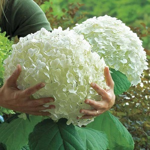 Flori hortensie fotografie și varietăți de panterate horticultura, plantare și caracteristici de îngrijire, metode