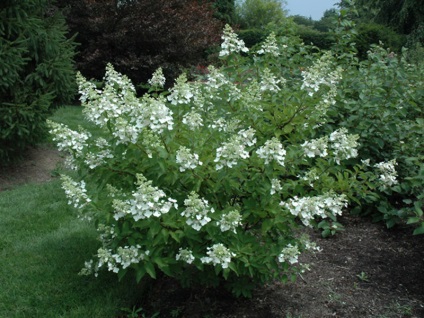 Цвете хортензия фото и Хортензия paniculata сортове, функции за засаждане и поддръжка, методи