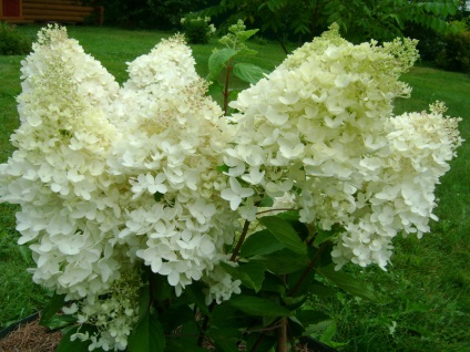 Flori hortensie fotografie și varietăți de panterate horticultura, plantare și caracteristici de îngrijire, metode