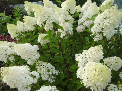 Flori hortensie fotografie și varietăți de panterate horticultura, plantare și caracteristici de îngrijire, metode