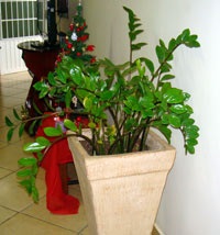 Virág női boldogságot (Zamioculcas)