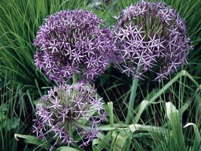 Allium decorative arcul de plantare și de îngrijire pe terenul gradina