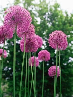 Allium decorative arcul de plantare și de îngrijire pe terenul gradina