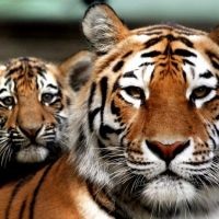 Ziua Tigrului
