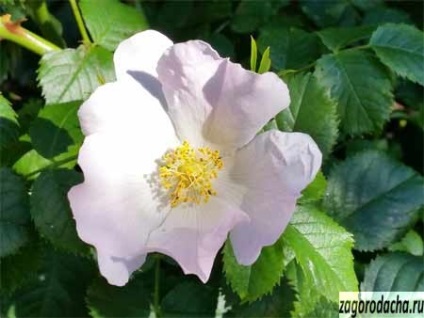Trandafirul sălbatic (rosehip) - crescând în grădină