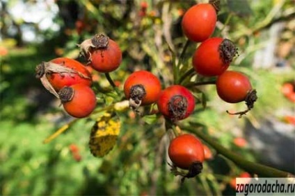 Trandafirul sălbatic (rosehip) - crescând în grădină