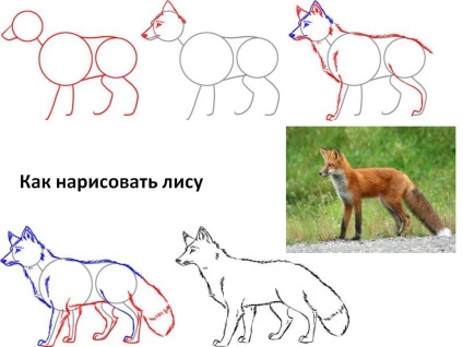 Диви животни, как да изготвят стъпка по стъпка - диви животни - молив, за да се направи стъпка по стъпка