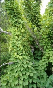 Dioscorea caucazus - preparat, compoziție, proprietăți medicinale