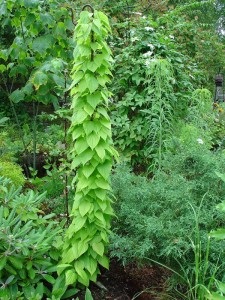 Dioscorea caucazus - preparat, compoziție, proprietăți medicinale