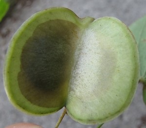 Dioscorea kaukázus - készítmény, összetétel, gyógyhatás