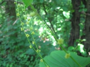 Dioscorea caucazus - preparat, compoziție, proprietăți medicinale