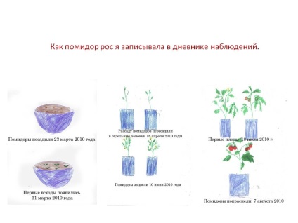 Jurnal de observații ca o tomată a crescut am înregistrat într-un jurnal de observații - prezentare 253218-24