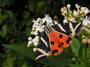 Pillangók völgye Rodosz Görögország leírása és képek