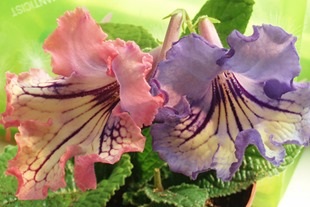 Animalele de companie gloxinia și streptocarpus