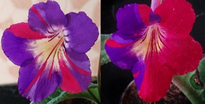 Animalele de companie gloxinia și streptocarpus