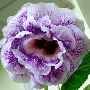 Animalele de companie gloxinia și streptocarpus