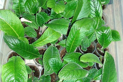 Animalele de companie gloxinia și streptocarpus