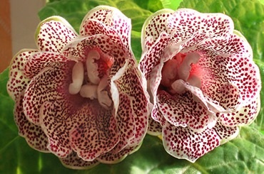 Animalele de companie gloxinia și streptocarpus