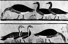 Animale de companie - Enciclopedia Egiptului antic