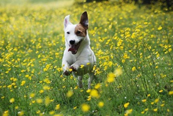 Câine de câine - toate rasele de câini, hrană, îngrijire, tratament câine, accesorii pentru câini
