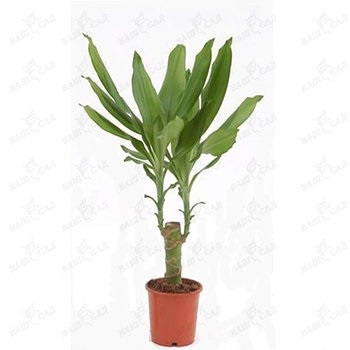 Coasta de Aur din Dracena