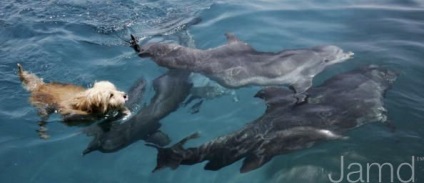 Câini și delfinii de prietenie (11 text foto)