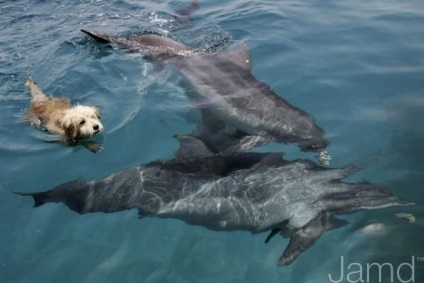 Câini și delfinii de prietenie (11 text foto)