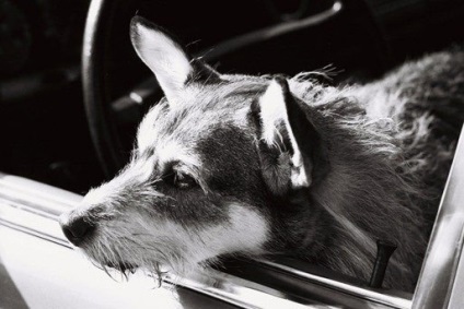 Ginny câine care a salvat 900 de pisici un câine - o revistă despre câini