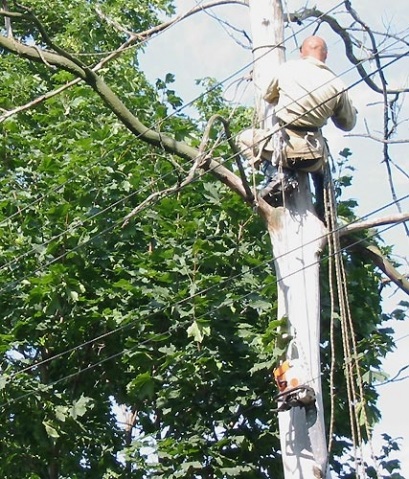 Fire electrice și copaci în zona suburbană