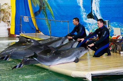 Site-ul web Ellings delphin