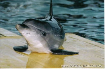 Site-ul web Ellings delphin