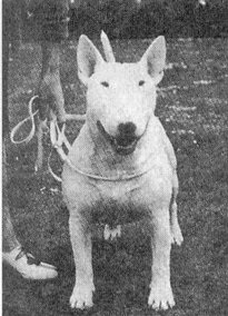 Istoria Ernest Eberhard a rasei bull terrier