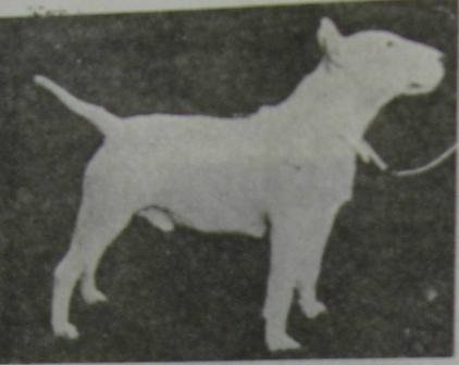 Istoria Ernest Eberhard a rasei bull terrier