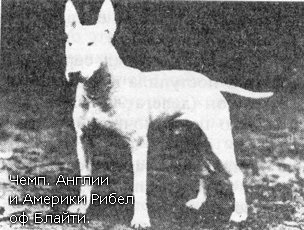 Istoria Ernest Eberhard a rasei bull terrier