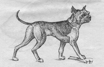 Istoria Ernest Eberhard a rasei bull terrier