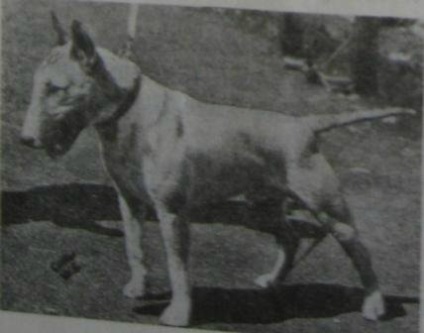 Istoria Ernest Eberhard a rasei bull terrier