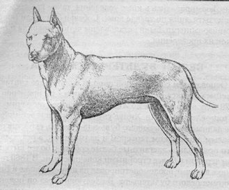 Istoria Ernest Eberhard a rasei bull terrier