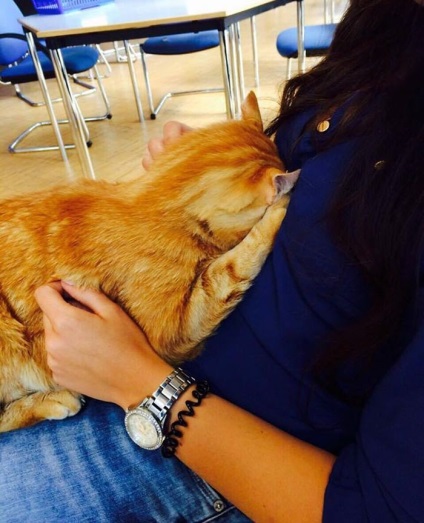 Ez a macska jön az egyetem minden nap, hogy minden diák a karját umkra
