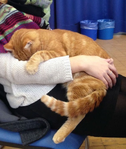 Această pisică vine în fiecare zi la universitate pentru a le oferi fiecărui elev îmbrățișările lor, umkra