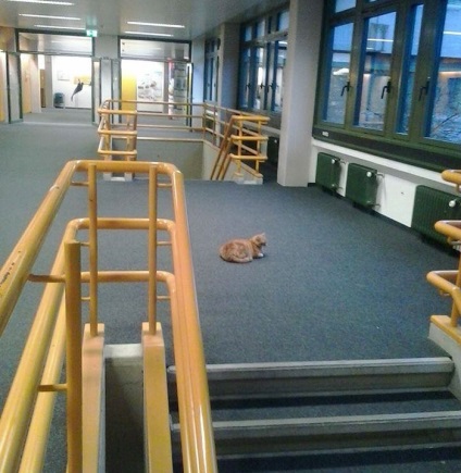 Ez a macska jön az egyetem minden nap, hogy minden diák a karját umkra