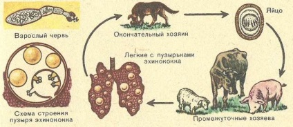 Ciclul Echinococcus de dezvoltare și structură