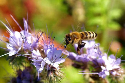 Phacelia mint a